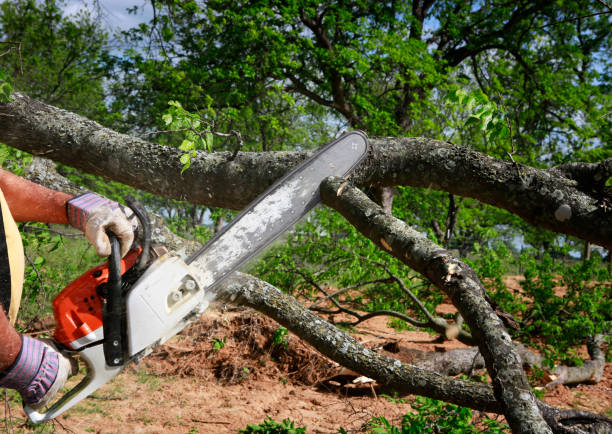 Tree Root Removal in New Haven, WV